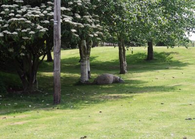 A period of rest in Brynford