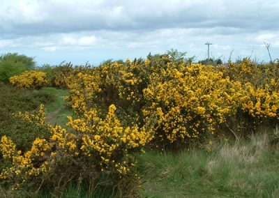 Common gorse photographed in Bryn Sannan near the Crooked Horn. Widespread in Britain and Northern Ireland, normally flowers February to May and smells like coconut