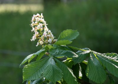 Horse Chestnut